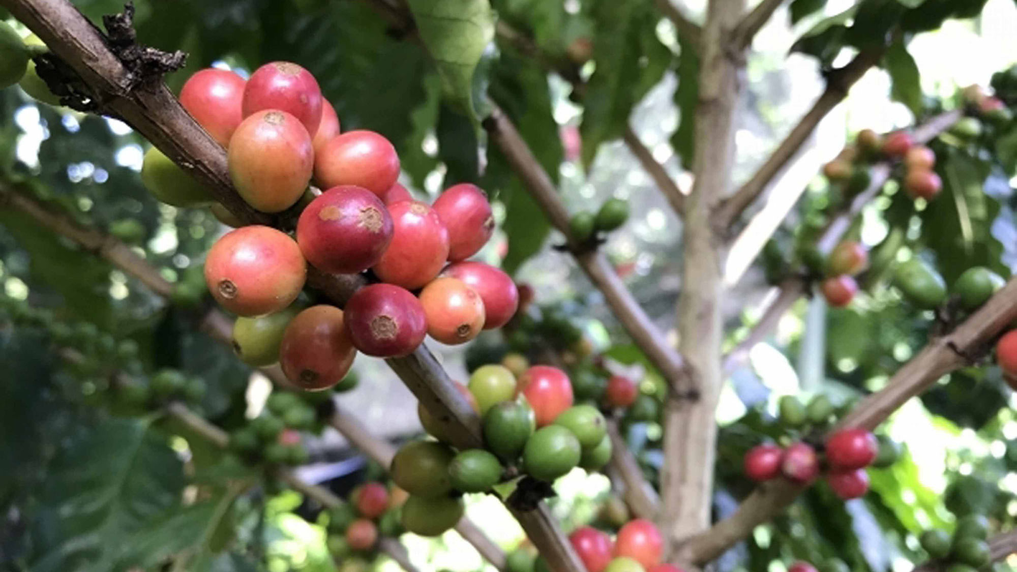 *コーヒー豆の木ですくすくと育ちます。