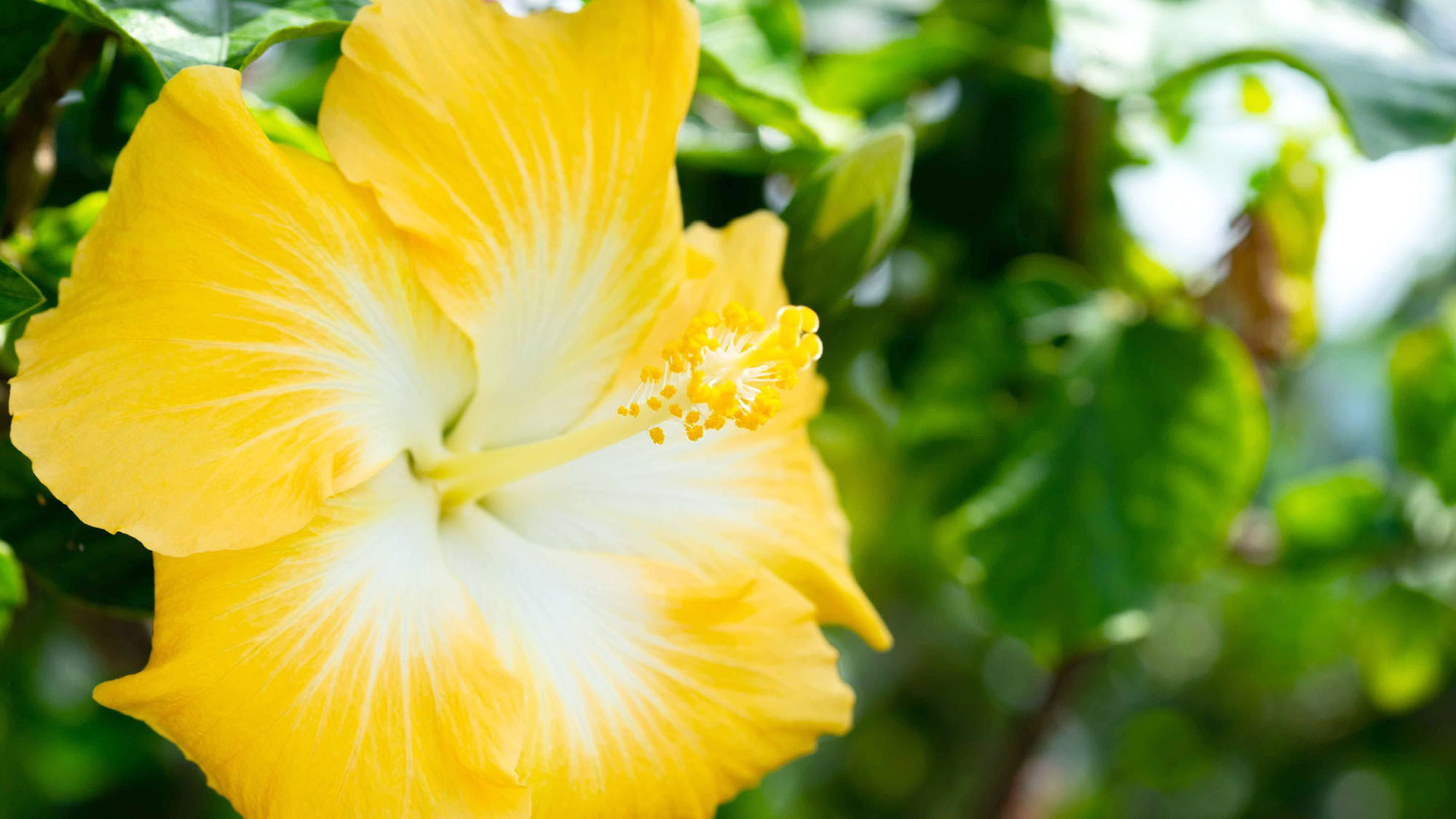 ・【ガーデン】ハイビスカスの花が南国ムードを演出