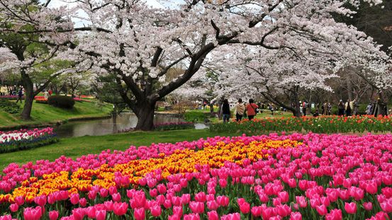 はままつフラワーパーク桜とチューリップ