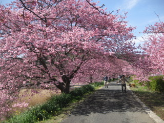 南の桜