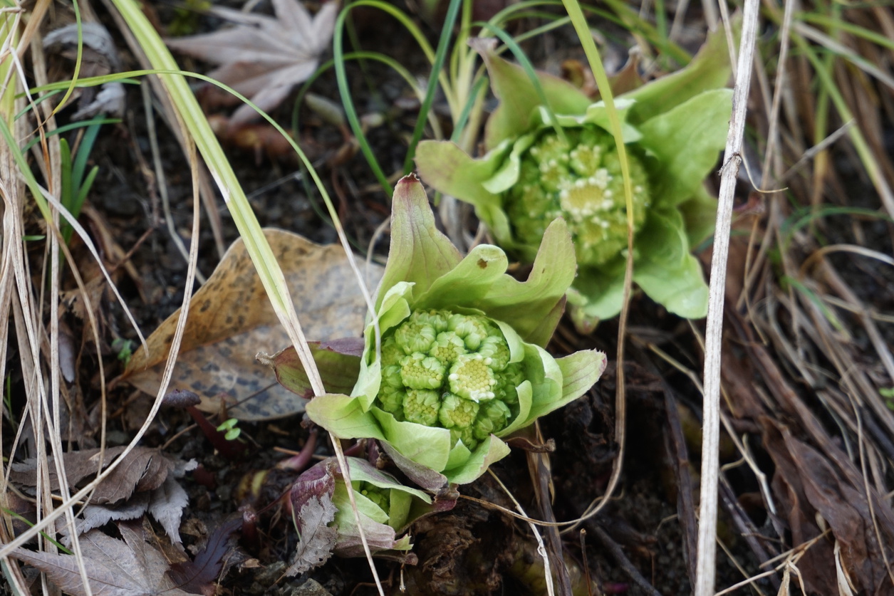 蕗の薹