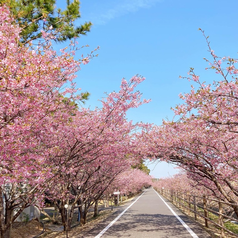 浜岡砂丘の河津桜（八潮から車で20分）