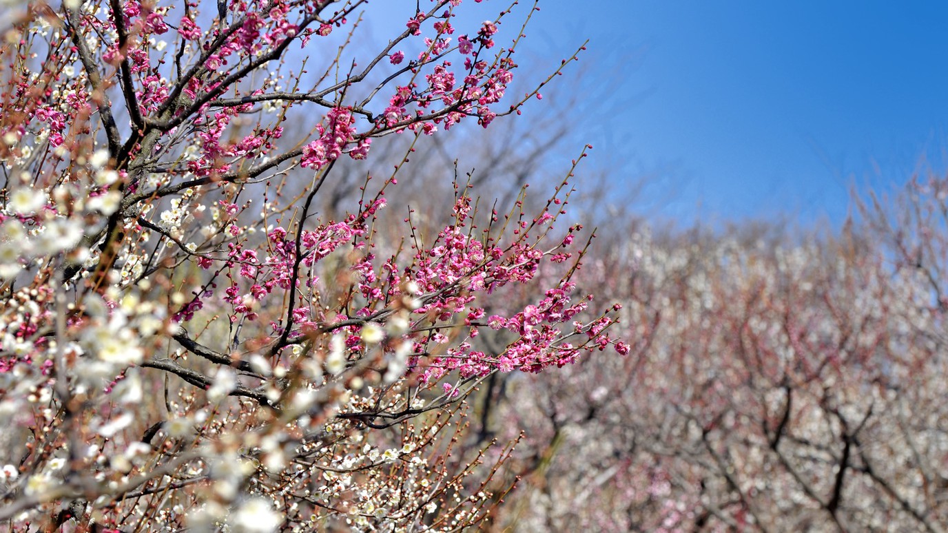 【周辺観光】洞慶院梅の花