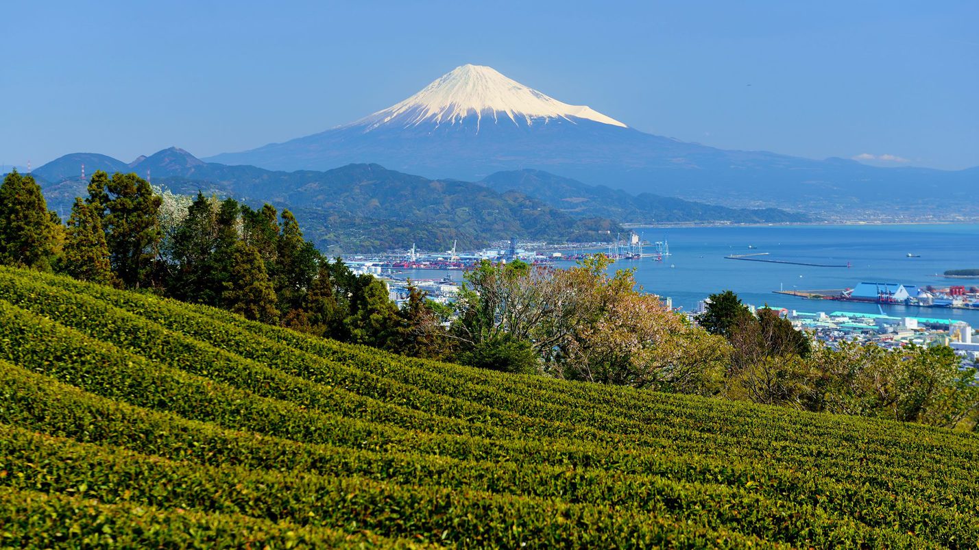【周辺観光】茶畑と世界遺産「富士山」