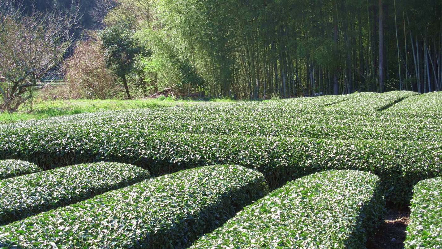 【周辺観光】本山茶の茶畑