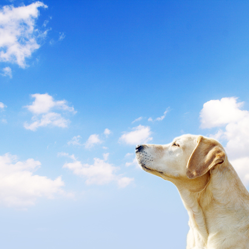 Seseragi no Yado Kuretake Image 4, Shizuoka, Japan