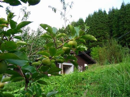 10. もう少しで食べごろの柿です。