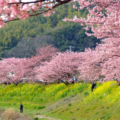 *【みなみの桜と菜の花まつり】河津桜と菜の花のコントラストをお楽しみ下さい。