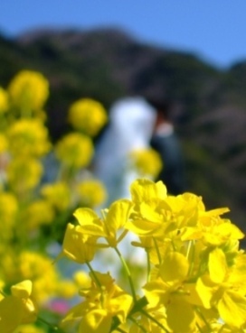 みなみの桜と菜の花まつり（菜の花結婚式）