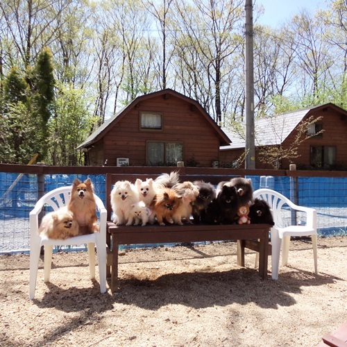【ドックランでワンちゃん集合♪】