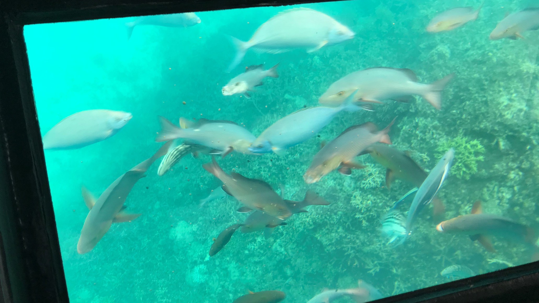 竹富近海の水中を観察できるグラスボード。