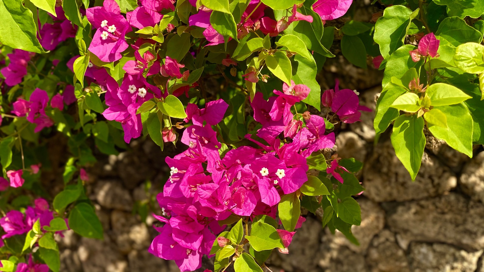 ホテルのハイビスカス