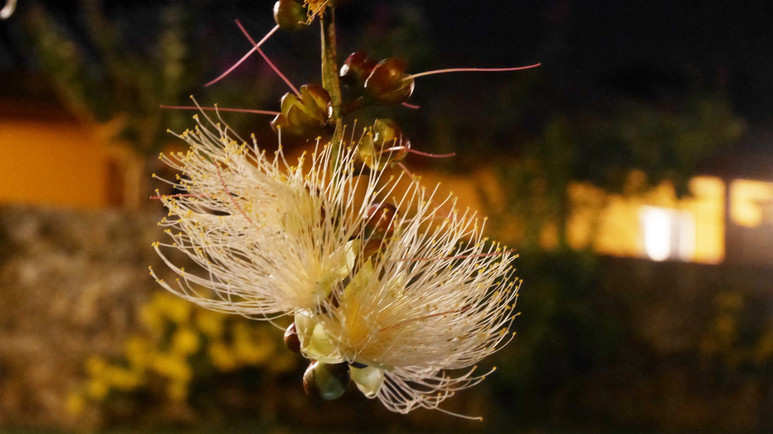 サガリバナ（ホテル中庭）