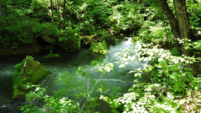 *【奥入瀬渓流】手つかずの自然を楽しむ空間です。