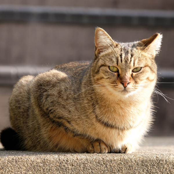 大御神社周辺には人懐こいネコが数匹住んでおります