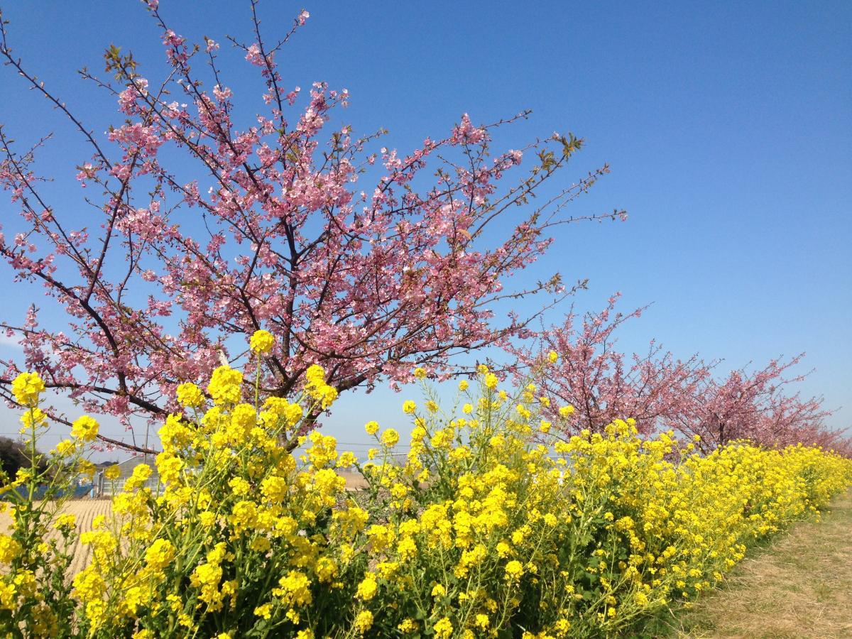 春・免々田川『菜の花&桜まつり』ピンクと黄色のコントラストをお楽しみください。