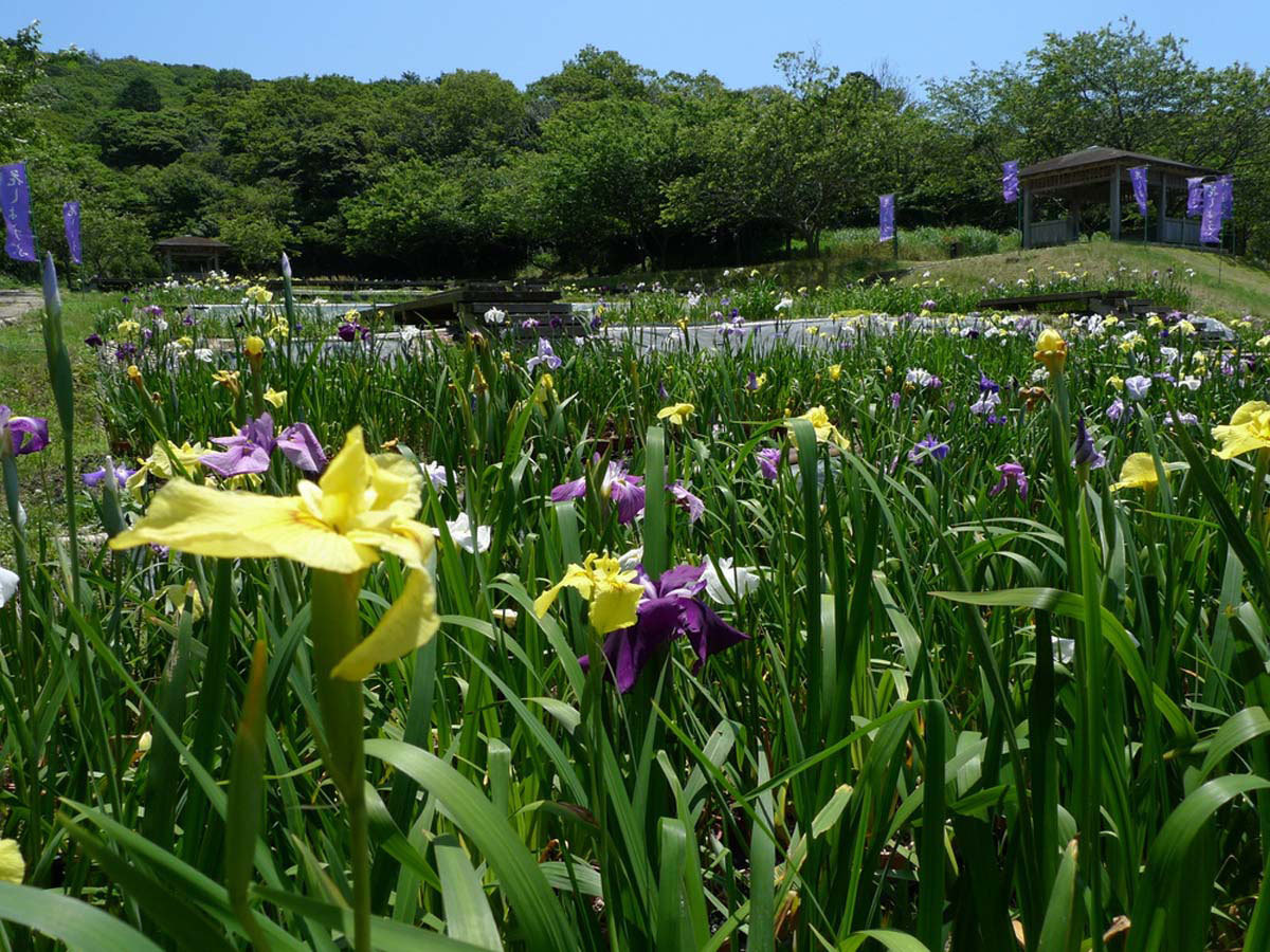 『初立池公園』桜や菖蒲を植えてあり、春から夏がオススメで♪