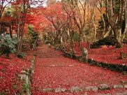 鶏足寺の紅葉