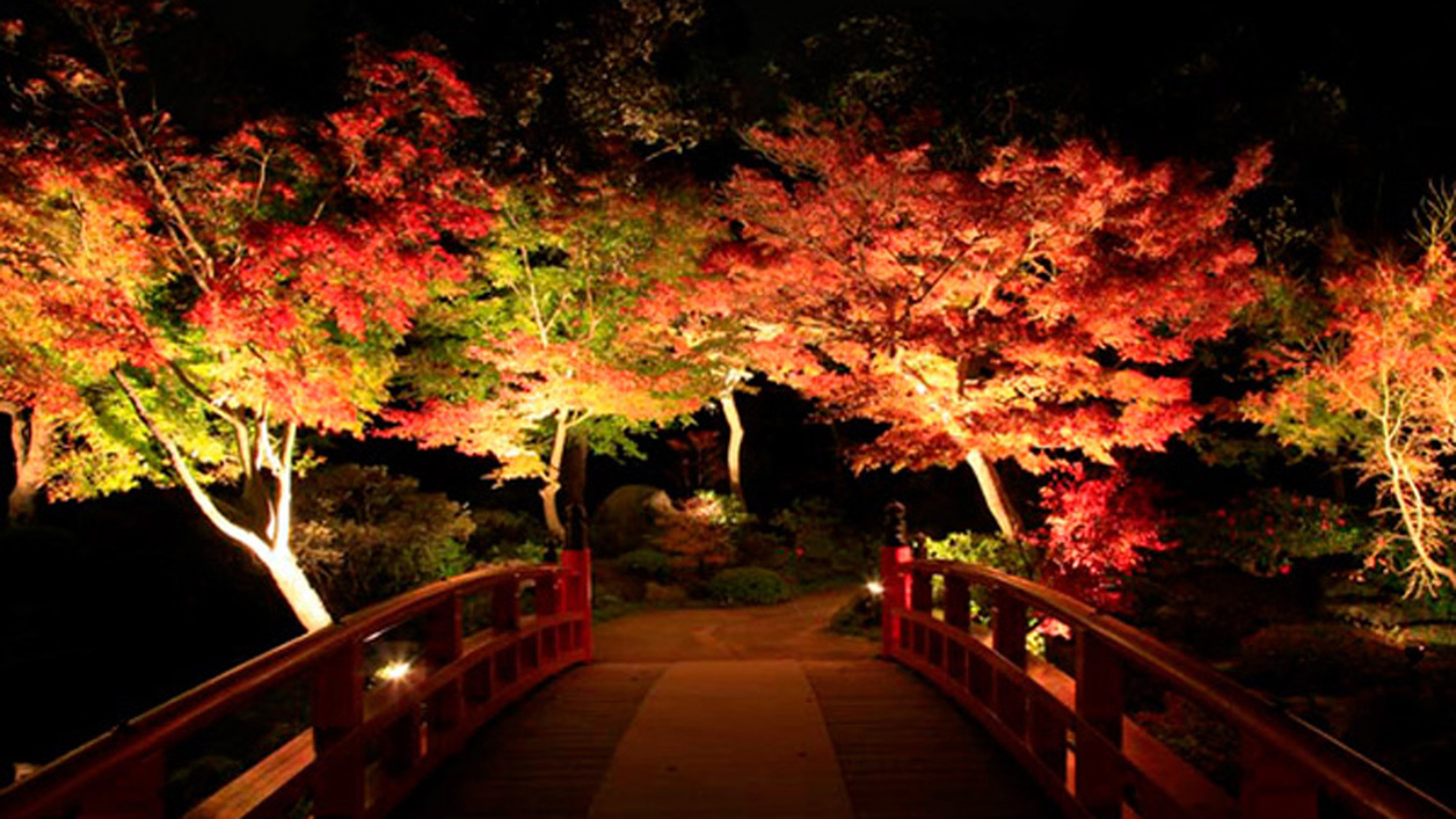 ＜由志園＞秋の紅葉夜間ライトアップ