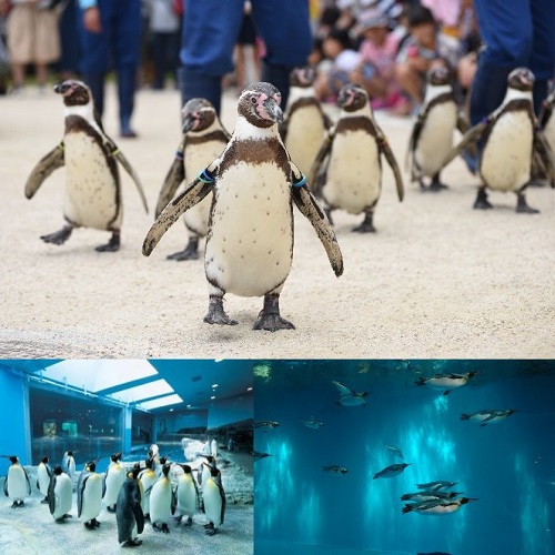 ファミリー大歓迎☆ペンギンの種類世界一☆長崎ペンギン水族館入場チケット付（素泊まり）
