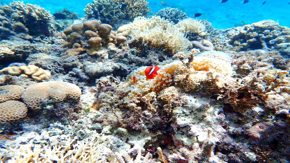 座間味島（水中）