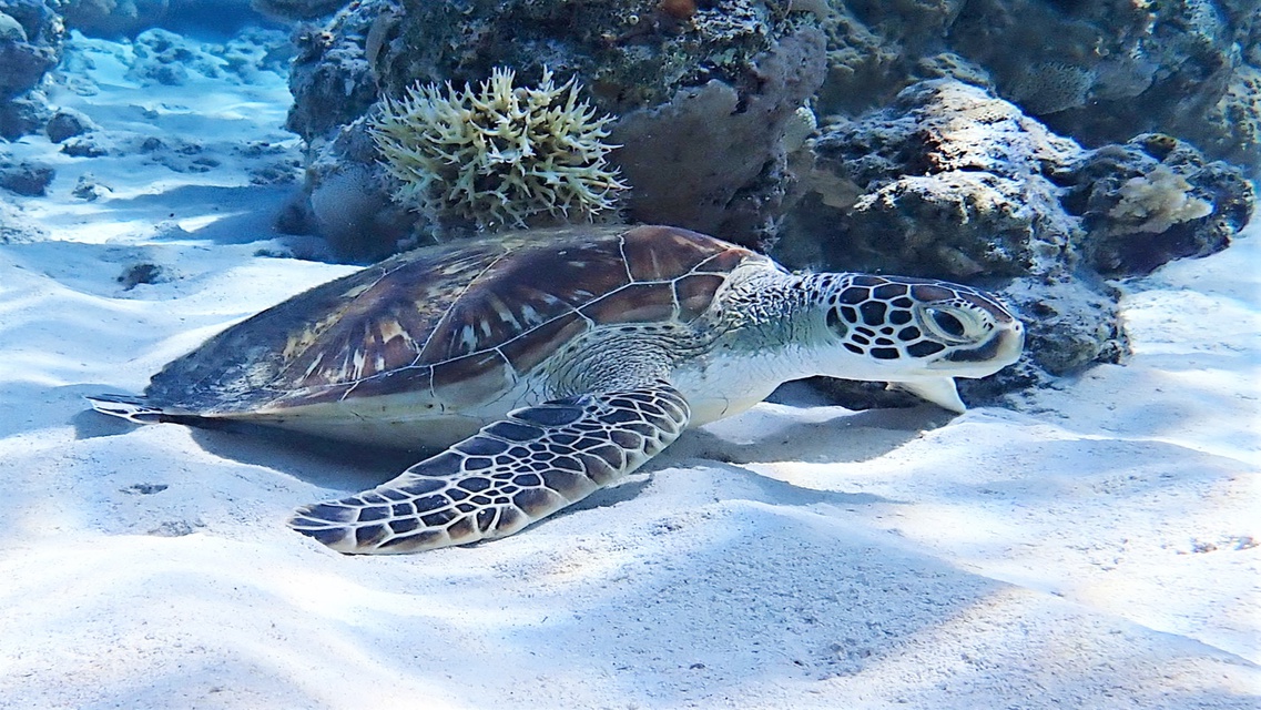 座間味島（水中）ウミガメ 