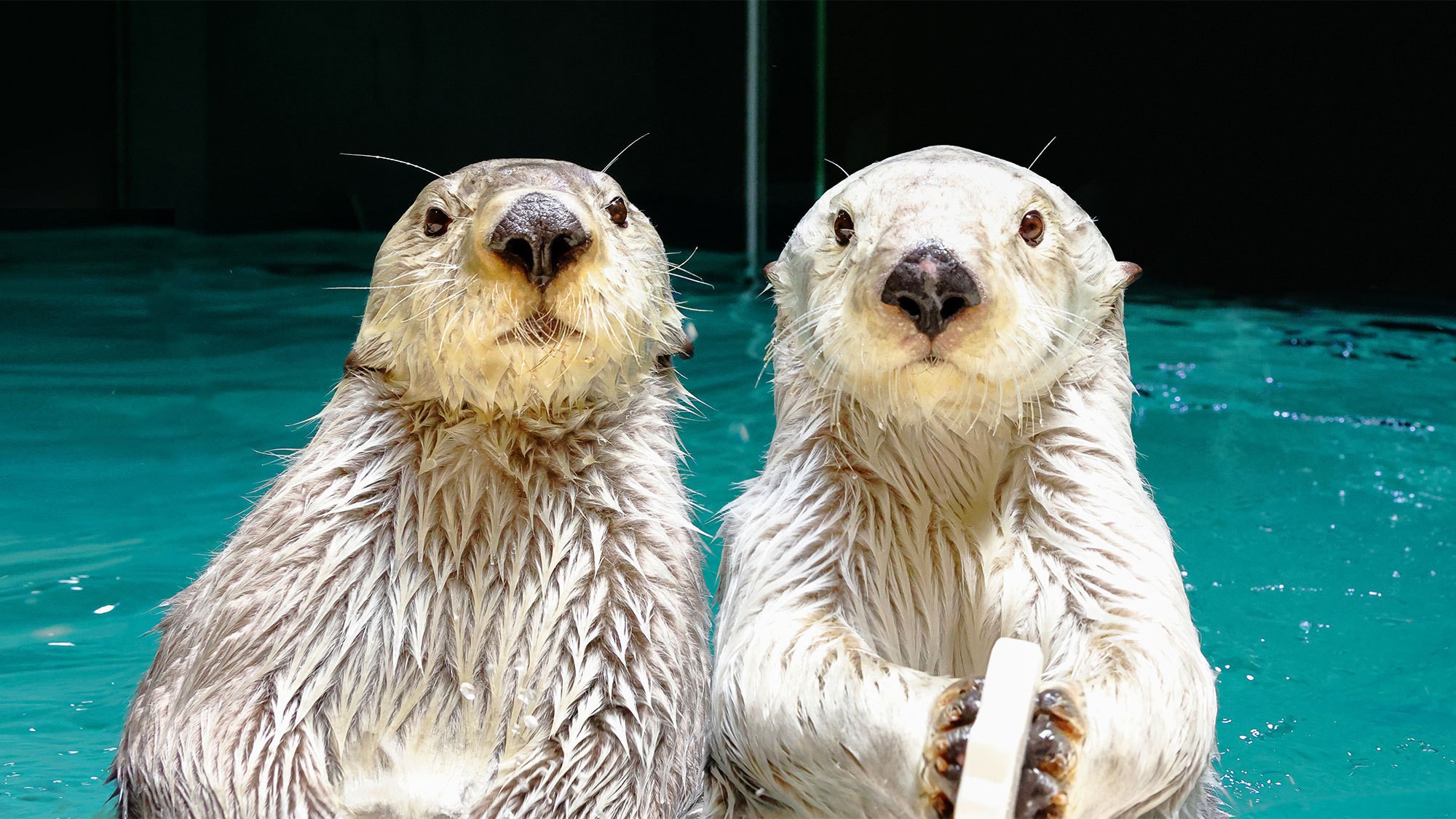 鳥羽水族館