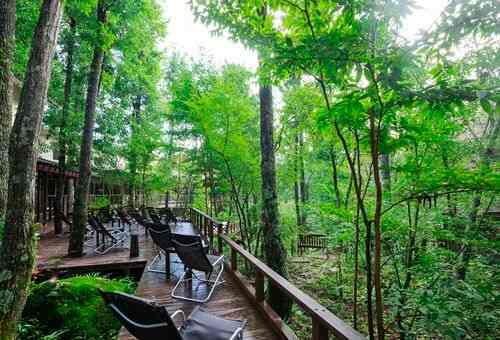 森カフェテラス席木々の間に広がる緑を彩り豊かなドリンクとともに楽しむ