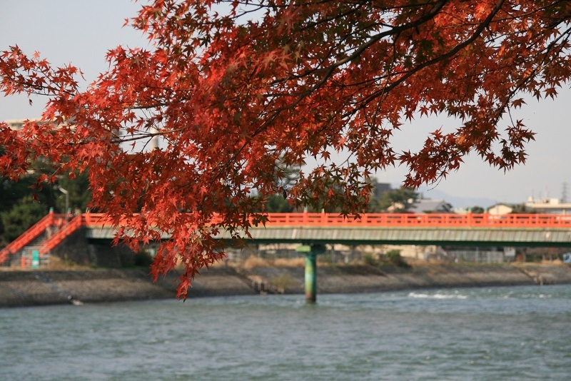 宇治川紅葉1