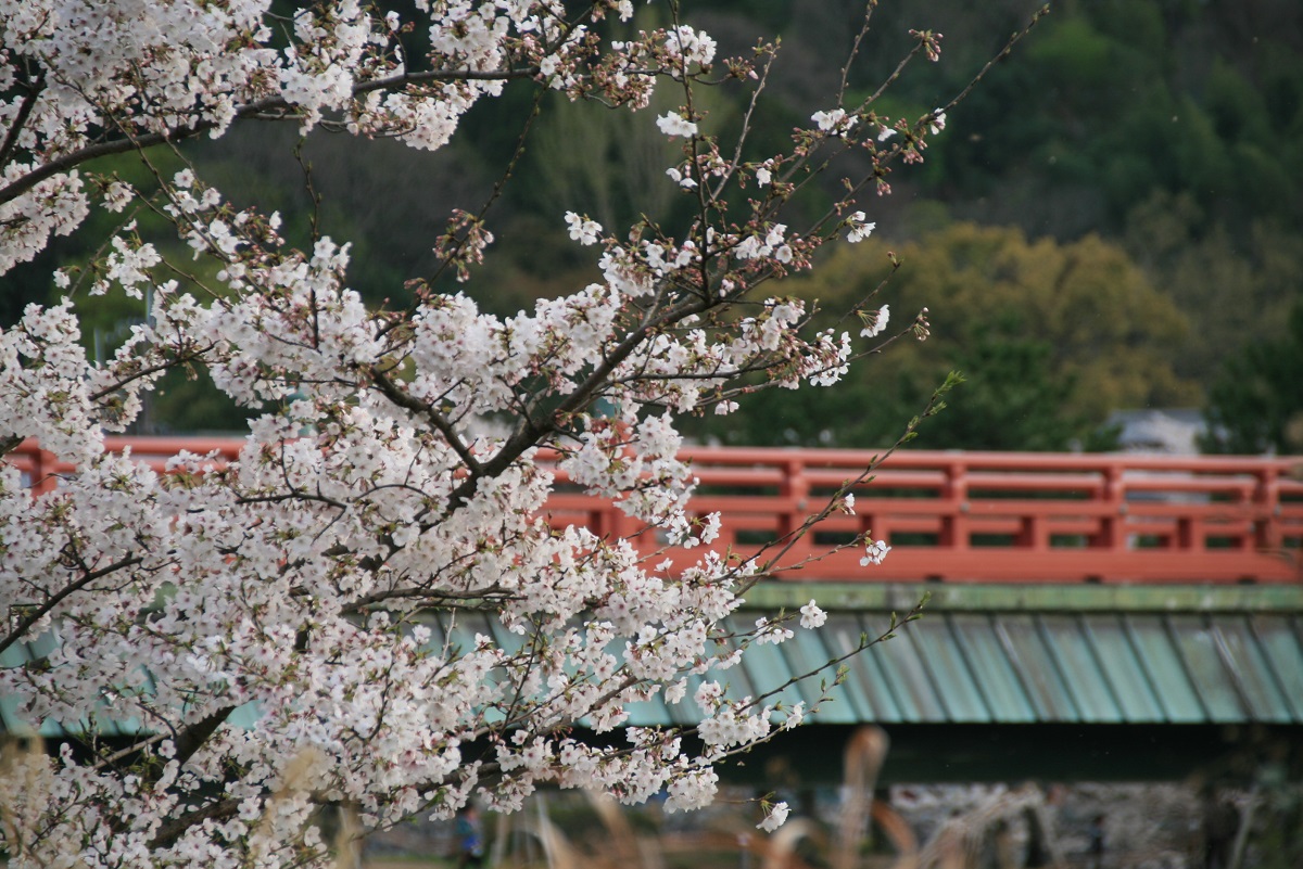 宇治川風景2