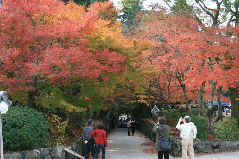 興聖寺琴坂紅葉