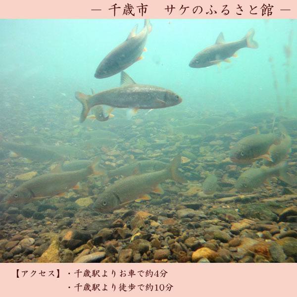 【観光】サケのふるさと館