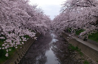 【観光】五条川の桜