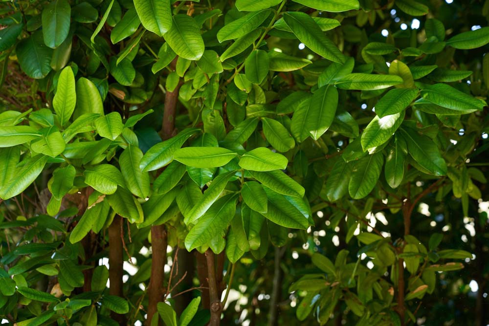 フクギ科フクギ族常緑の高木です