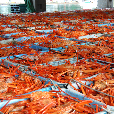 関西では香住港でのみ水揚げされることから「香住ガニ」と呼ばれるベニズワイガニ