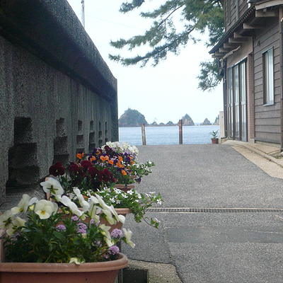 「ふじや」の位置する佐津地区は「美しい海岸」と「季節ごとのお花たち」が特長です
