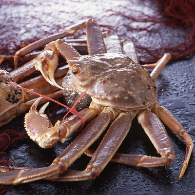 冬の味覚は「松葉ガニ」