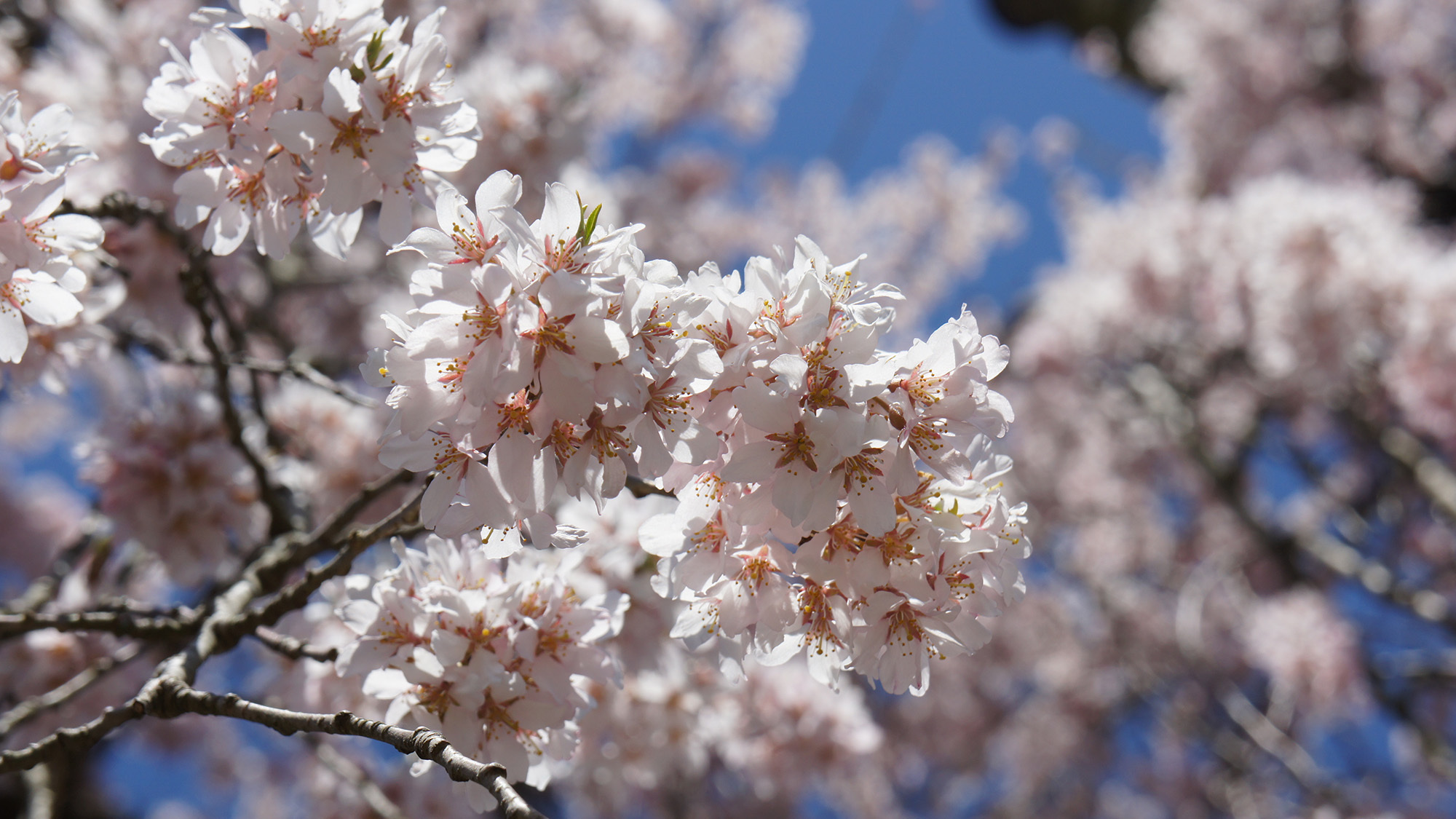 観光身延町内には桜の名所が多数あります。