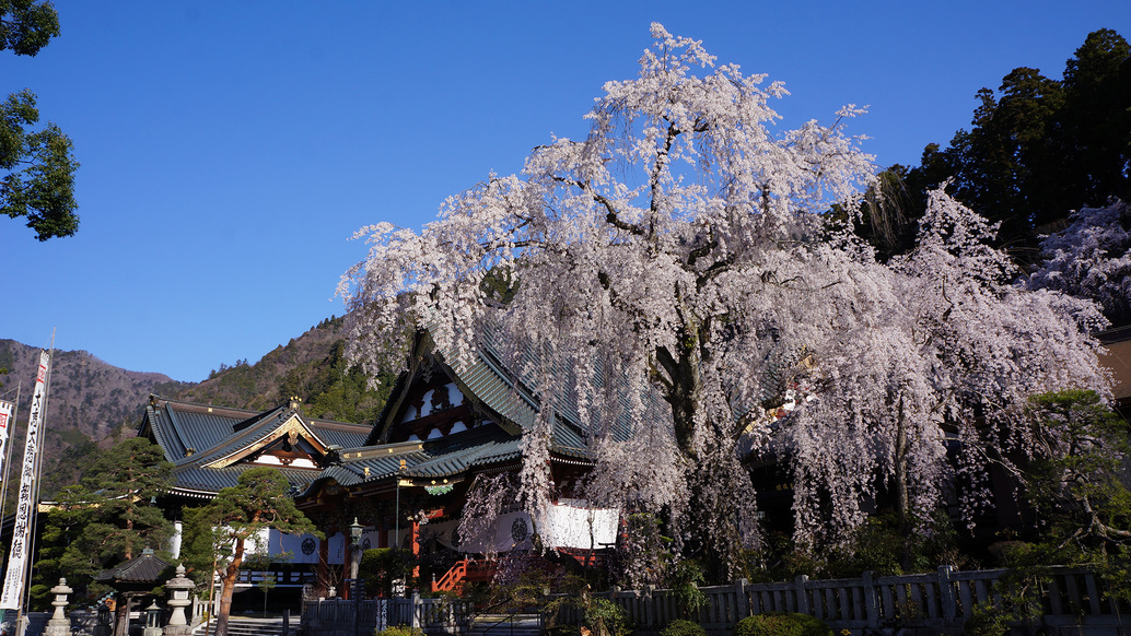 観光久遠寺〜しだれ桜１００選にも選ばれている樹齢400年を超える桜です山本坊より車で5分
