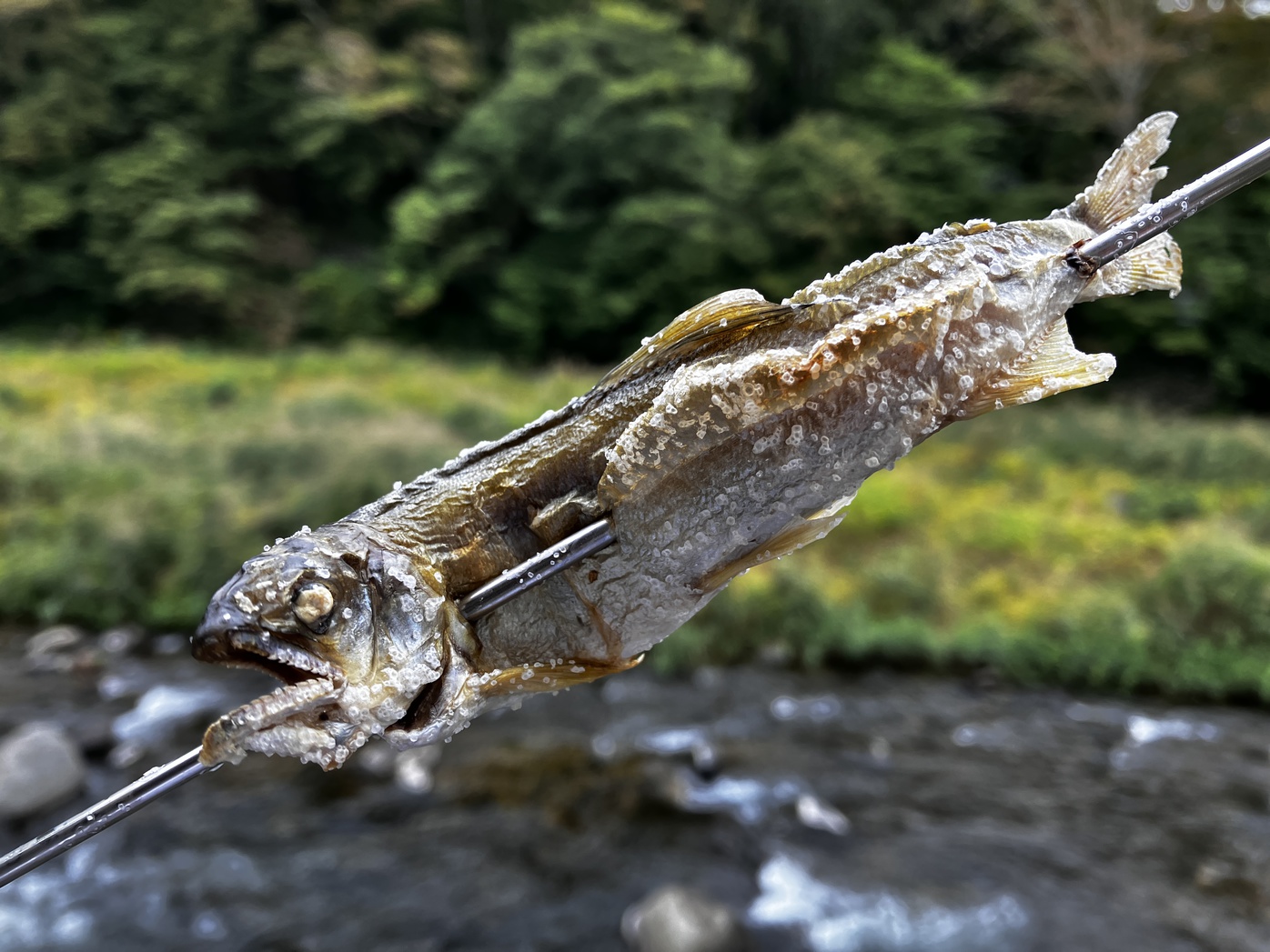 季節の川魚の塩焼きはいかがですか？