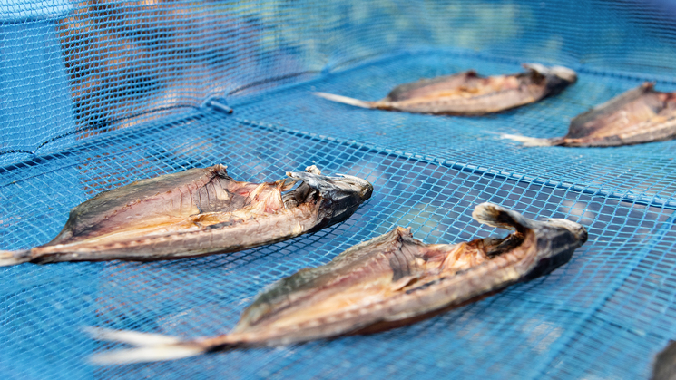 *【朝食一例】地元で獲れた魚を当館で干物にしております。