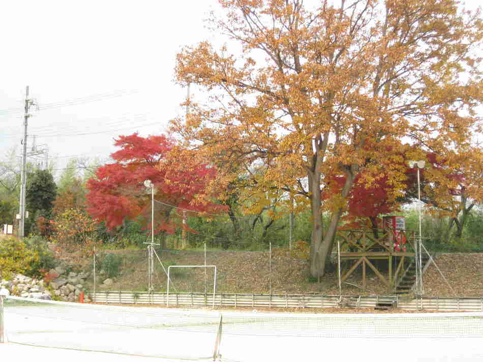 施設周辺の紅葉