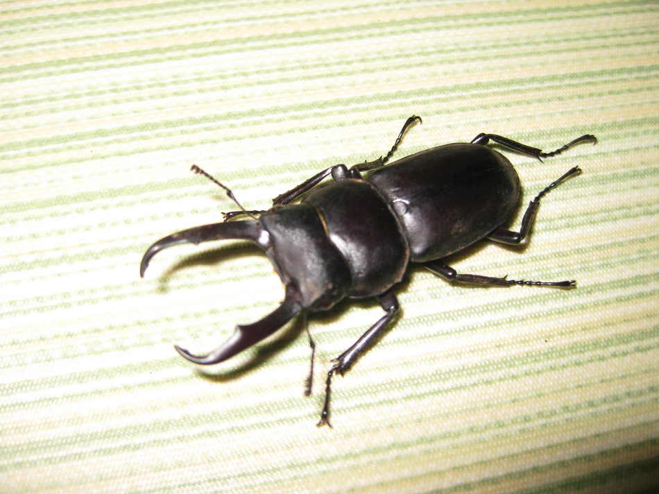 クワガタムシ