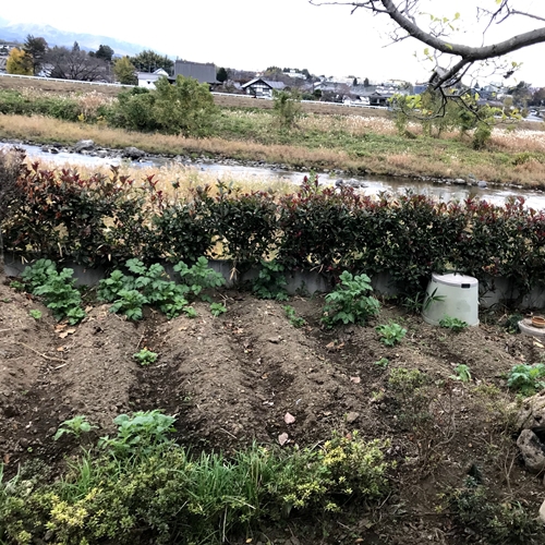 コテージの裏には畑があり、夏には野菜を採ってお召し上がりいただけます