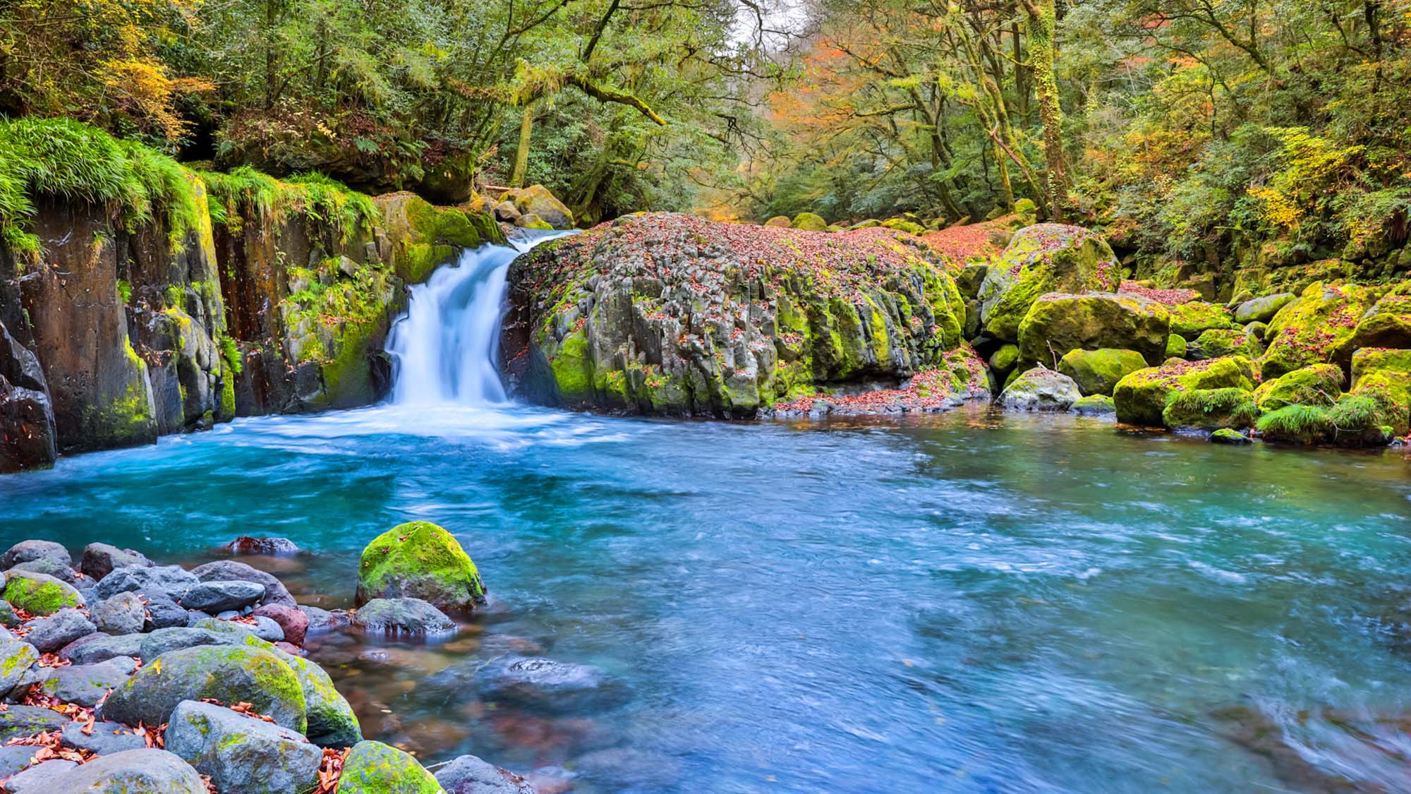 【菊池渓谷】数百年の巨木、高山植物、渓流がつくりだす名爆、深淵などがおりなす渓谷の妙と淡水の美