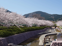 滝頭桜まつり