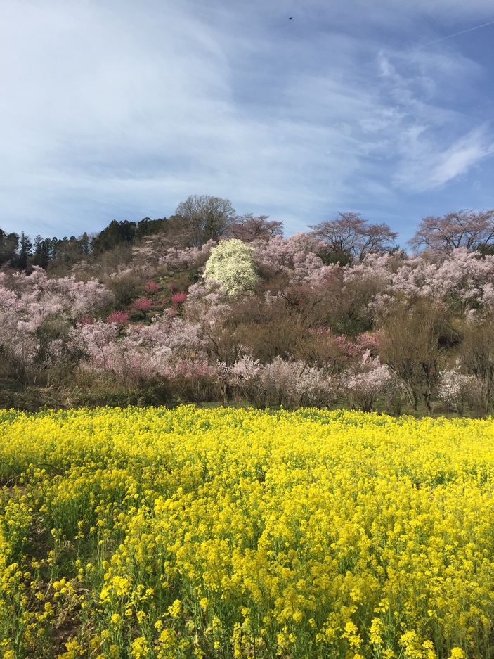 福島の観光名所花見山公園