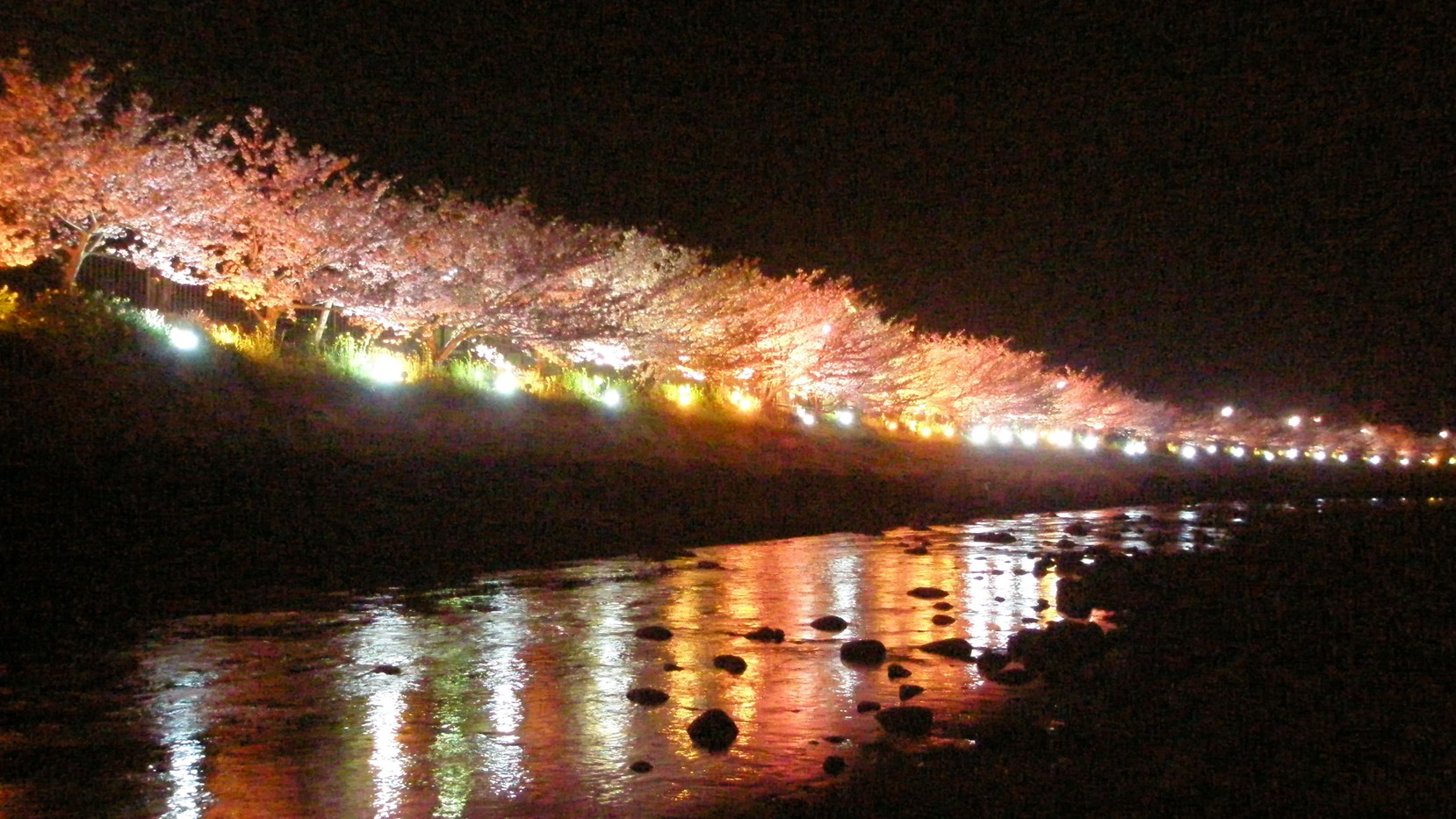 河津桜ライトアップ会場