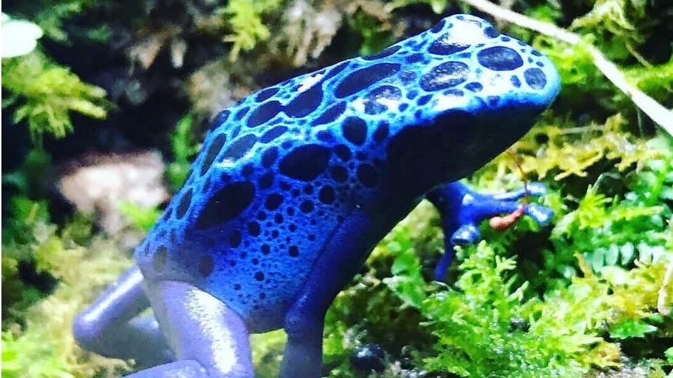 KawaZooのカエルさん