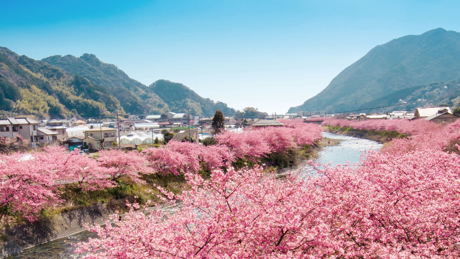 河津川沿いの河津桜
